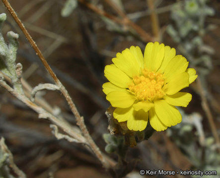 Image of woolly desert marigold