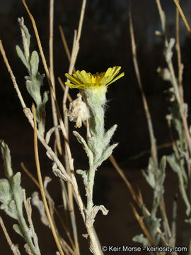 Image of woolly desert marigold