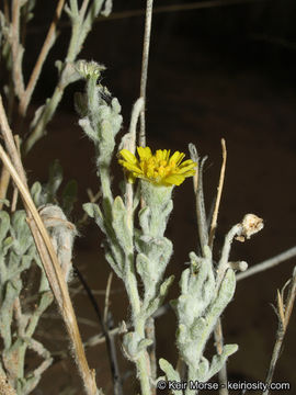 Image of woolly desert marigold