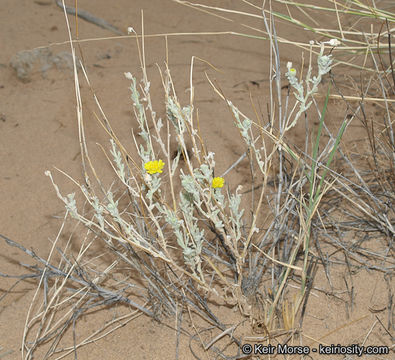 Image of woolly desert marigold