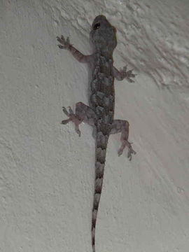 Image of Baobab Gecko