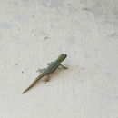 Image of Cameroon Dwarf Gecko