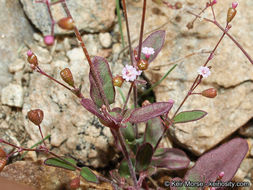 Image of Boerhavia coulteri var. palmeri (S. Wats.) Spellenberg