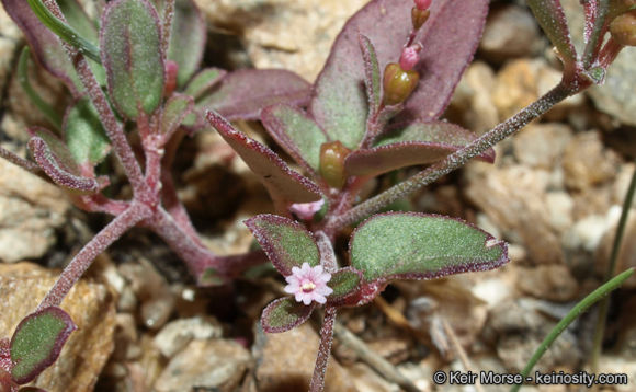 Imagem de Boerhavia coulteri var. palmeri (S. Wats.) Spellenberg