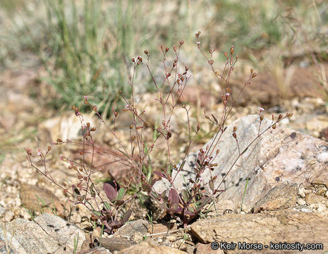 Imagem de Boerhavia coulteri var. palmeri (S. Wats.) Spellenberg