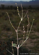 Image of Boerhavia coulteri var. palmeri (S. Wats.) Spellenberg