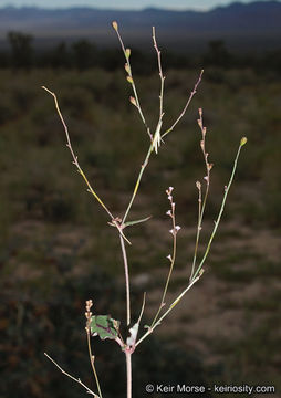 Image of Boerhavia coulteri var. palmeri (S. Wats.) Spellenberg