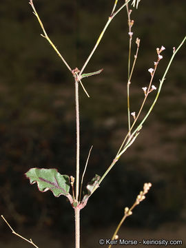 Imagem de Boerhavia coulteri var. palmeri (S. Wats.) Spellenberg