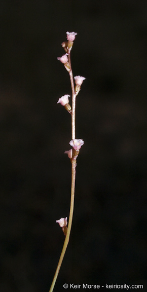 Image of Boerhavia coulteri var. palmeri (S. Wats.) Spellenberg