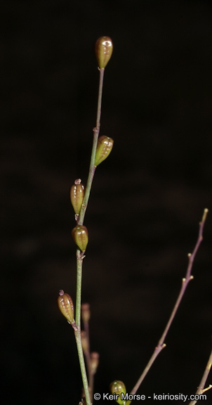 Imagem de Boerhavia coulteri var. palmeri (S. Wats.) Spellenberg
