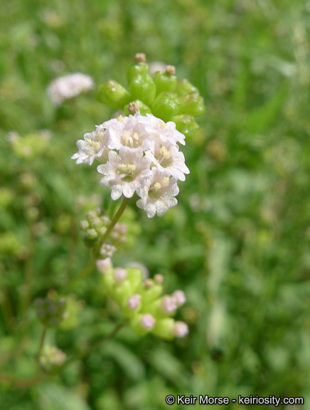 Imagem de Boerhavia triquetra var. intermedia (M. E. Jones) Spellenb.