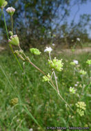 Imagem de Boerhavia triquetra var. intermedia (M. E. Jones) Spellenb.