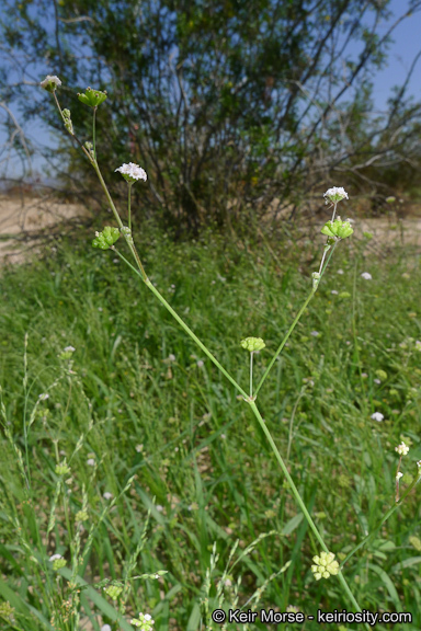 Imagem de Boerhavia triquetra var. intermedia (M. E. Jones) Spellenb.