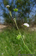 Imagem de Boerhavia triquetra var. intermedia (M. E. Jones) Spellenb.