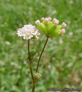 Imagem de Boerhavia triquetra var. intermedia (M. E. Jones) Spellenb.