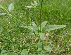 Imagem de Boerhavia triquetra var. intermedia (M. E. Jones) Spellenb.