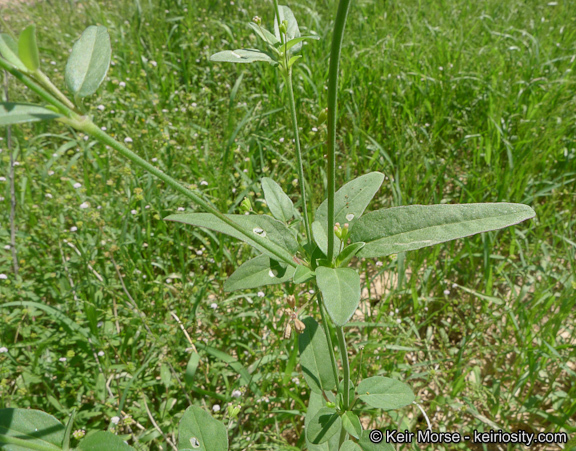 Imagem de Boerhavia triquetra var. intermedia (M. E. Jones) Spellenb.