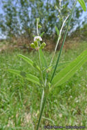 Imagem de Boerhavia triquetra var. intermedia (M. E. Jones) Spellenb.