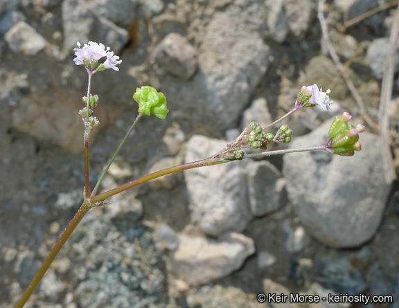 Imagem de Boerhavia triquetra var. intermedia (M. E. Jones) Spellenb.