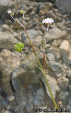 Imagem de Boerhavia triquetra var. intermedia (M. E. Jones) Spellenb.