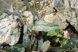 Imagem de Boerhavia triquetra var. intermedia (M. E. Jones) Spellenb.