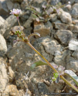 Imagem de Boerhavia triquetra var. intermedia (M. E. Jones) Spellenb.