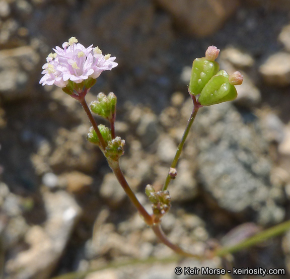 Imagem de Boerhavia triquetra var. intermedia (M. E. Jones) Spellenb.