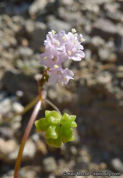 Imagem de Boerhavia triquetra var. intermedia (M. E. Jones) Spellenb.