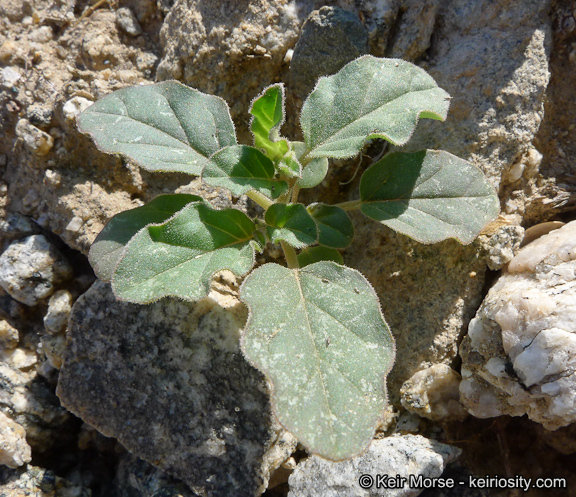 Imagem de Boerhavia triquetra var. intermedia (M. E. Jones) Spellenb.