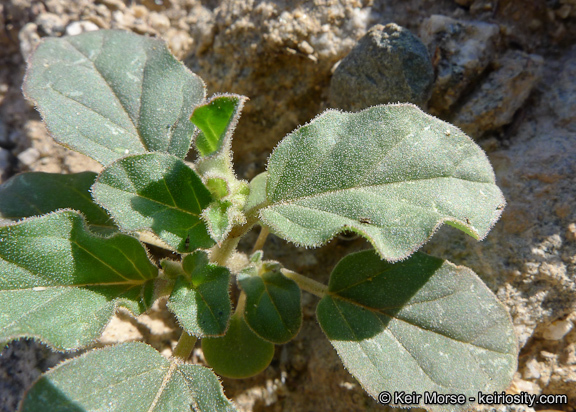 Imagem de Boerhavia triquetra var. intermedia (M. E. Jones) Spellenb.