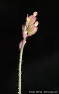 Imagem de Boerhavia wrightii A. Gray