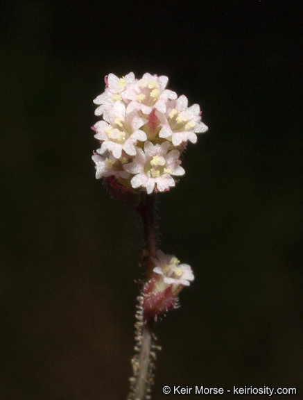 Imagem de Boerhavia wrightii A. Gray