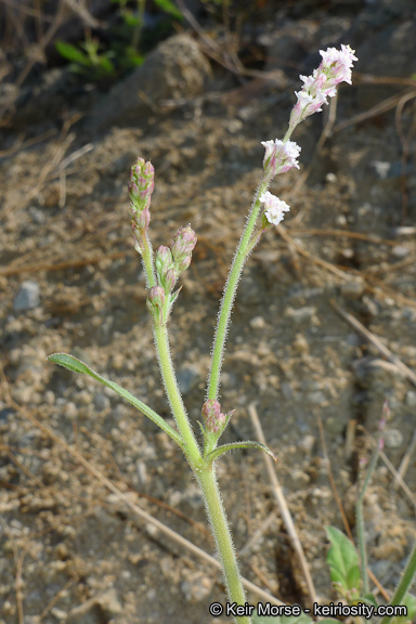 Imagem de Boerhavia wrightii A. Gray