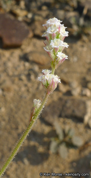 Imagem de Boerhavia wrightii A. Gray