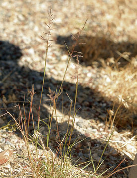 Image of sand dropseed