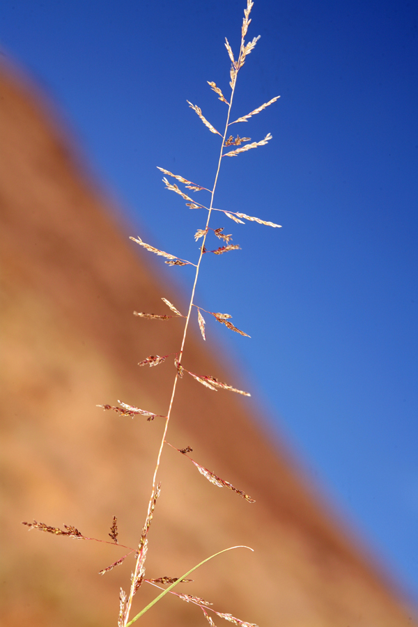 Image of sand dropseed