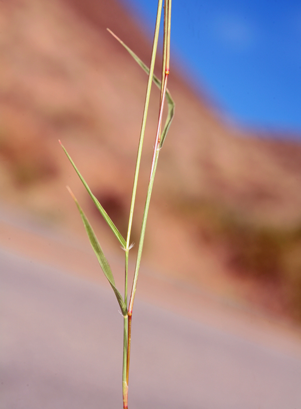 Image of sand dropseed