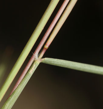 Image of sand dropseed