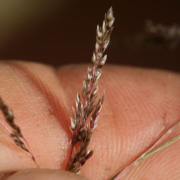 Image of sand dropseed