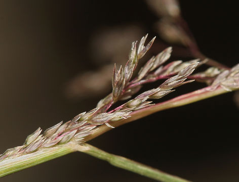 Image of sand dropseed