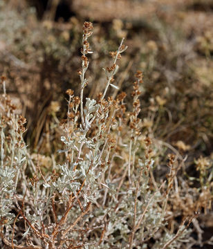 Image of timberline sagebrush