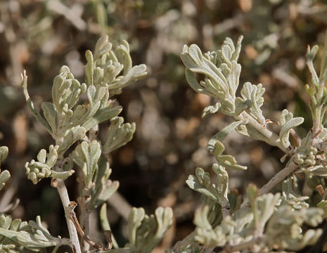 Image of timberline sagebrush