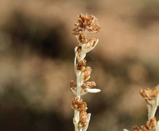 Image of timberline sagebrush