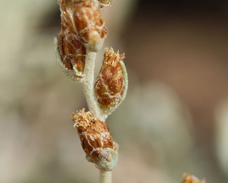 Image of timberline sagebrush