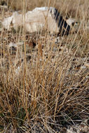 Sivun Calamagrostis purpurascens R. Br. kuva