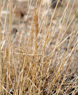 Sivun Calamagrostis purpurascens R. Br. kuva