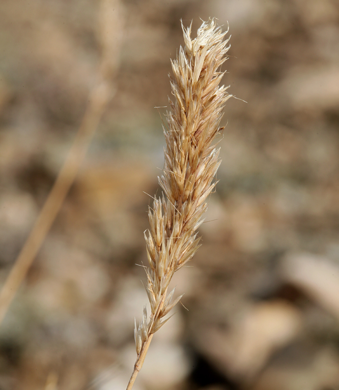 Sivun Calamagrostis purpurascens R. Br. kuva