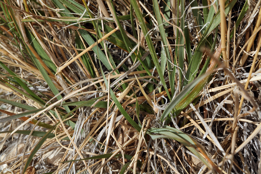 Sivun Calamagrostis purpurascens R. Br. kuva