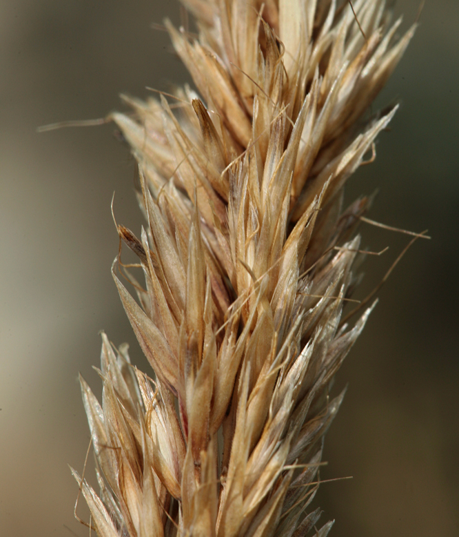 Sivun Calamagrostis purpurascens R. Br. kuva