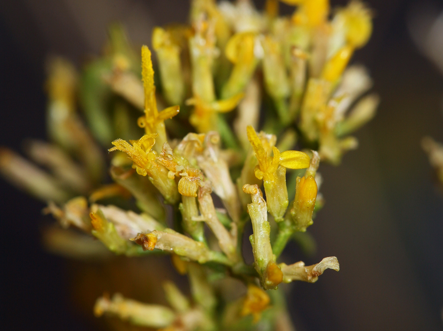 Image of threadleaf snakeweed